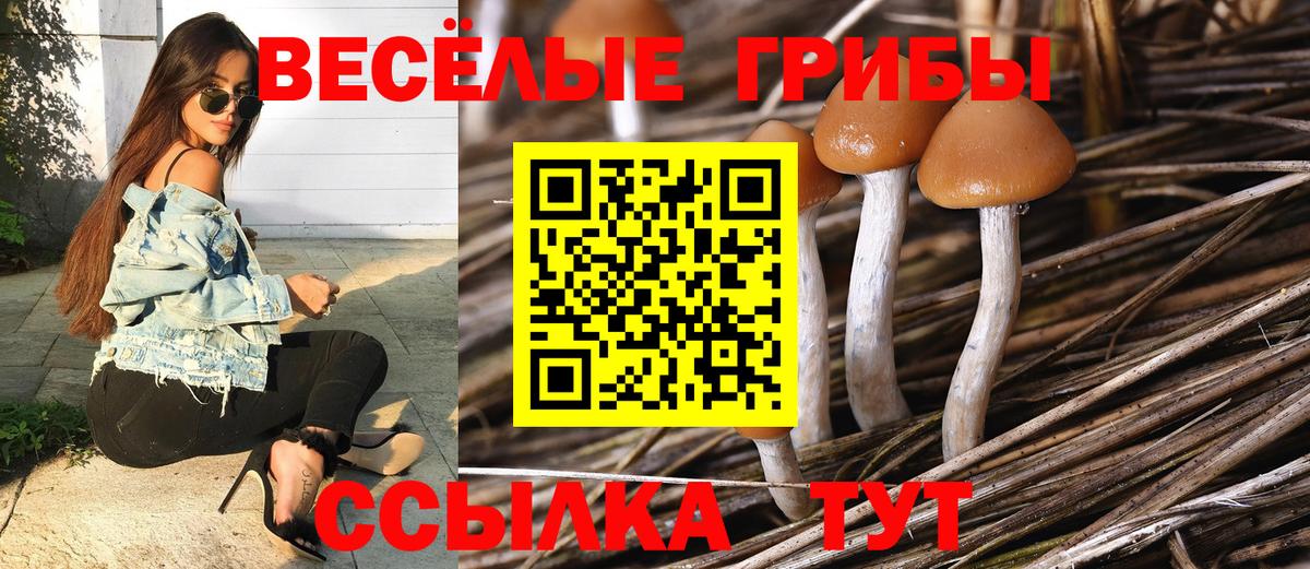 Галлюциногенные грибы Psilocybine cubensis Волжский